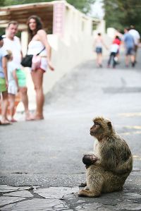 (Above: The Macaques of Gibraltar, a major tourist draw)