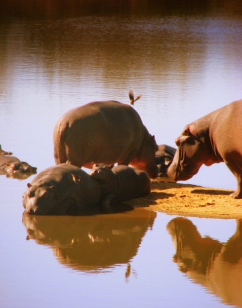 (Above: Hippos are a key part of Africa's rich wildlife that draws tourists to places such as Karongwe, South Africa)